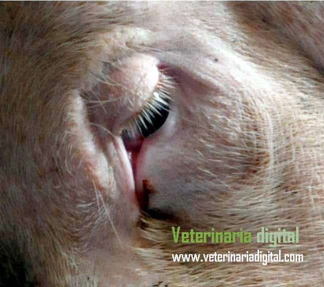 Conjuntivitis en Síndrome Dermatitis nefropatía porcina