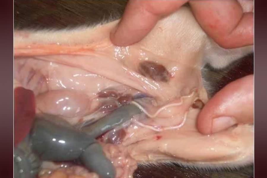 Ligamentos del hígado y la vejiga, y su importancia evolutiva. Divulgación 18
