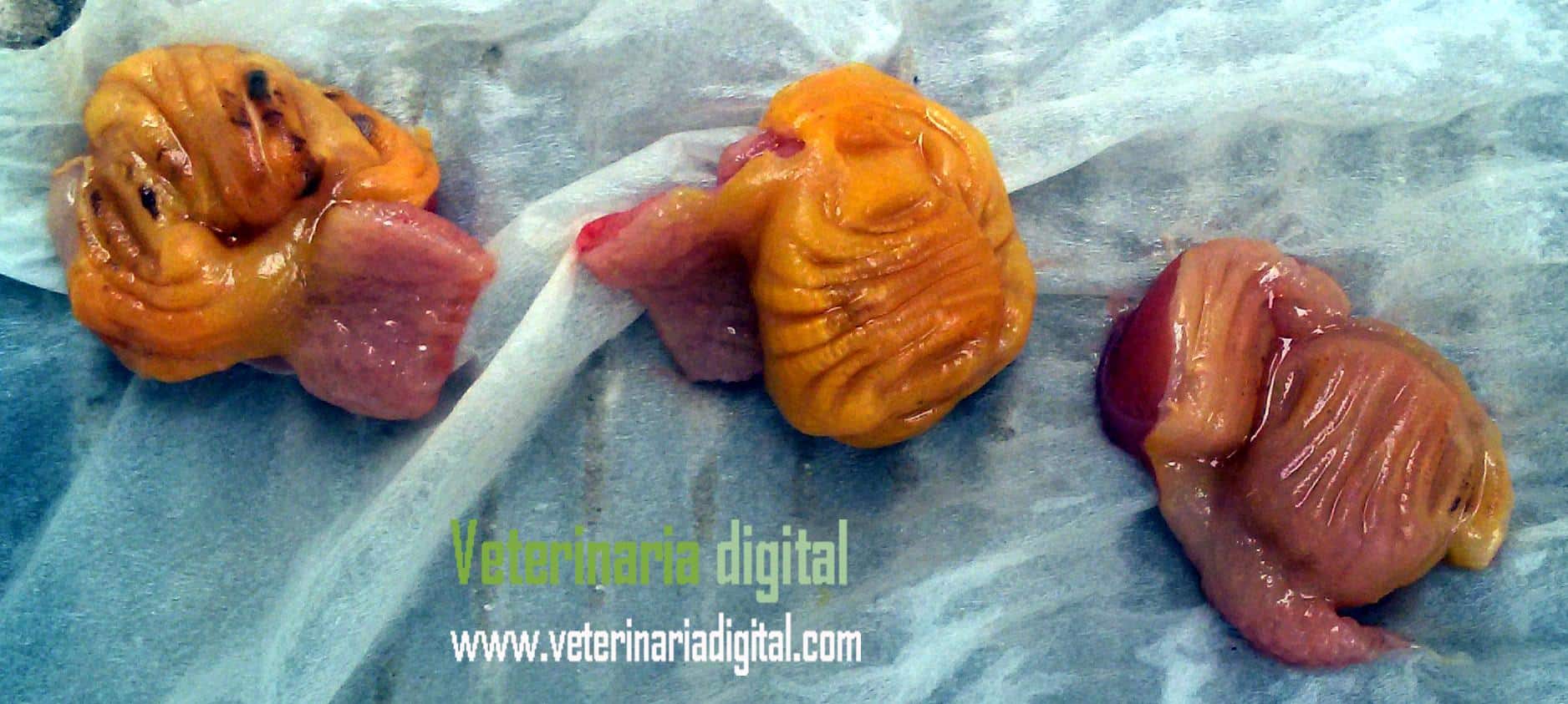 Gizzard ulcers in neonatal of infectious toxic hepatoenteritis