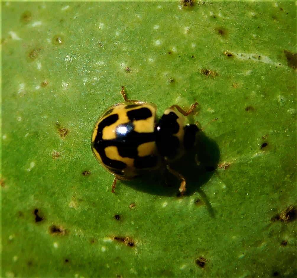 Coccinella transversalis. Divulgación 109