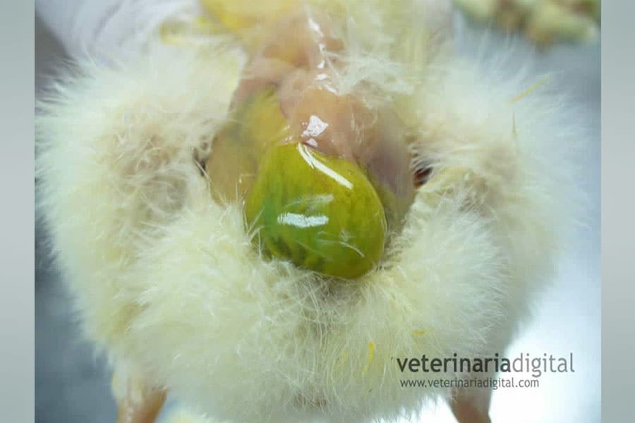 Toxic Hepatoenteritis in Poultry 1 day Old