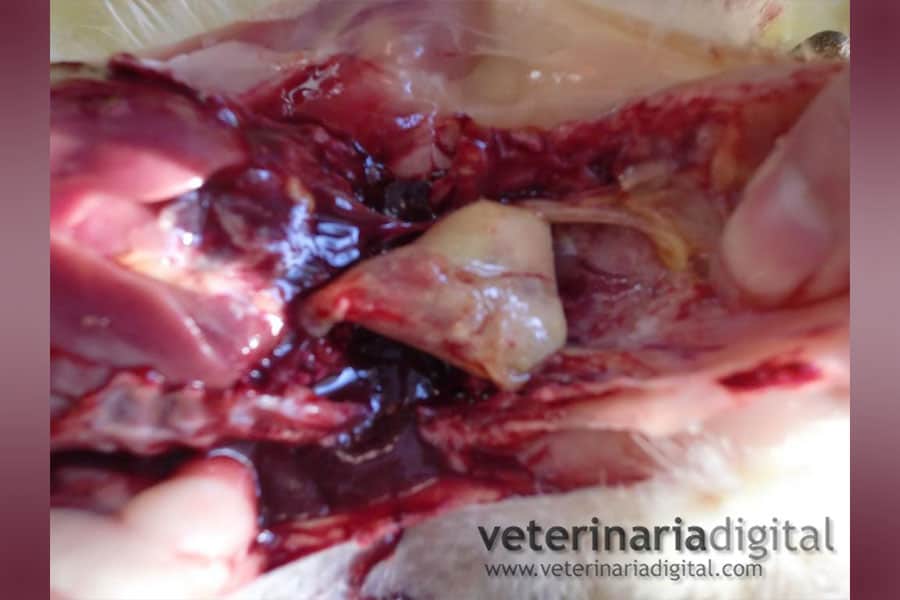 Avian Chronic Respiratory Disease (CRD)