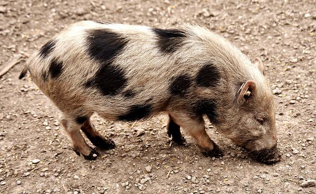 Swine parasitosis IV. Ascariasis. Aetiology, epidemiology and relevance.
