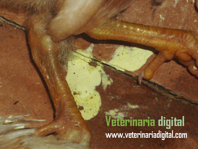 Infectious bronchitis: urates