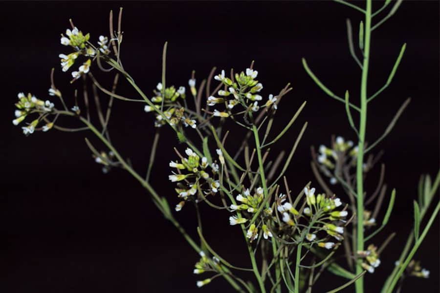 The intelligence of plants. Dissemination 114th
