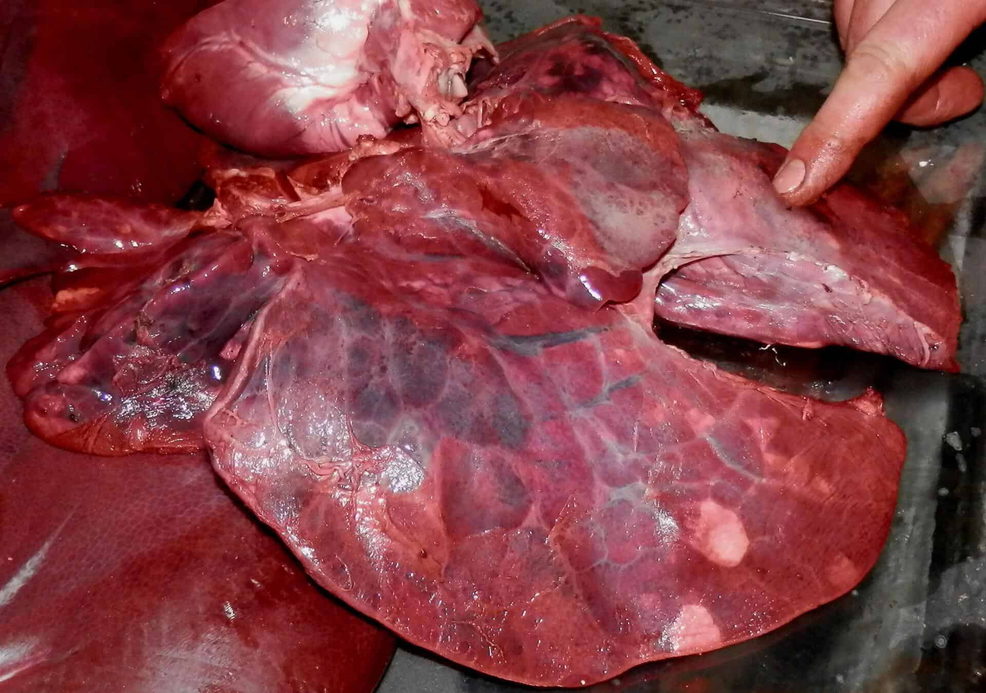 Porcine pneumonia