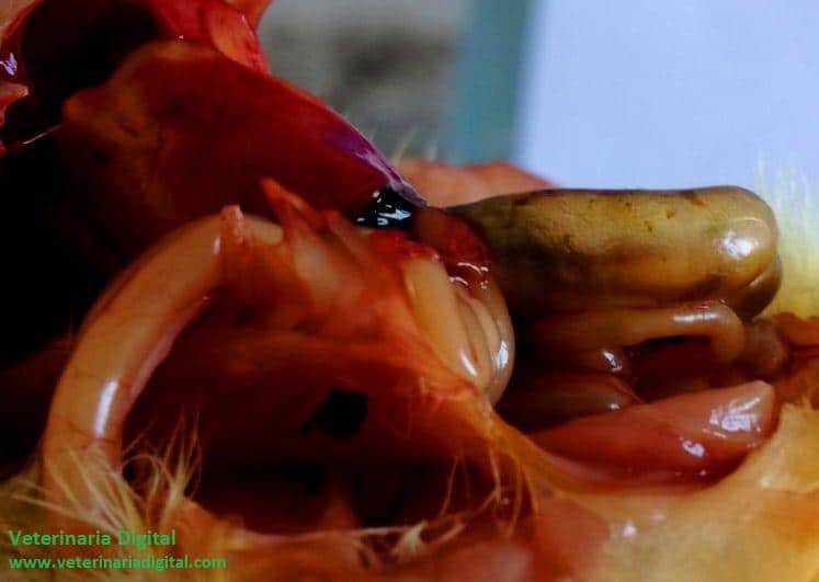 Avian typhlitis