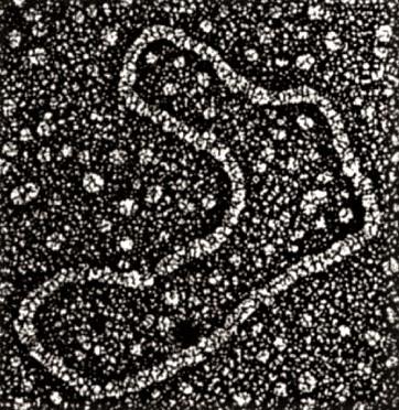 ADN circular: La molécula primigenia de la vida. Divulgacion Científica 92