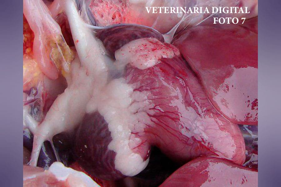 Quarterly Pathology (IV): Central America and The Caribbean