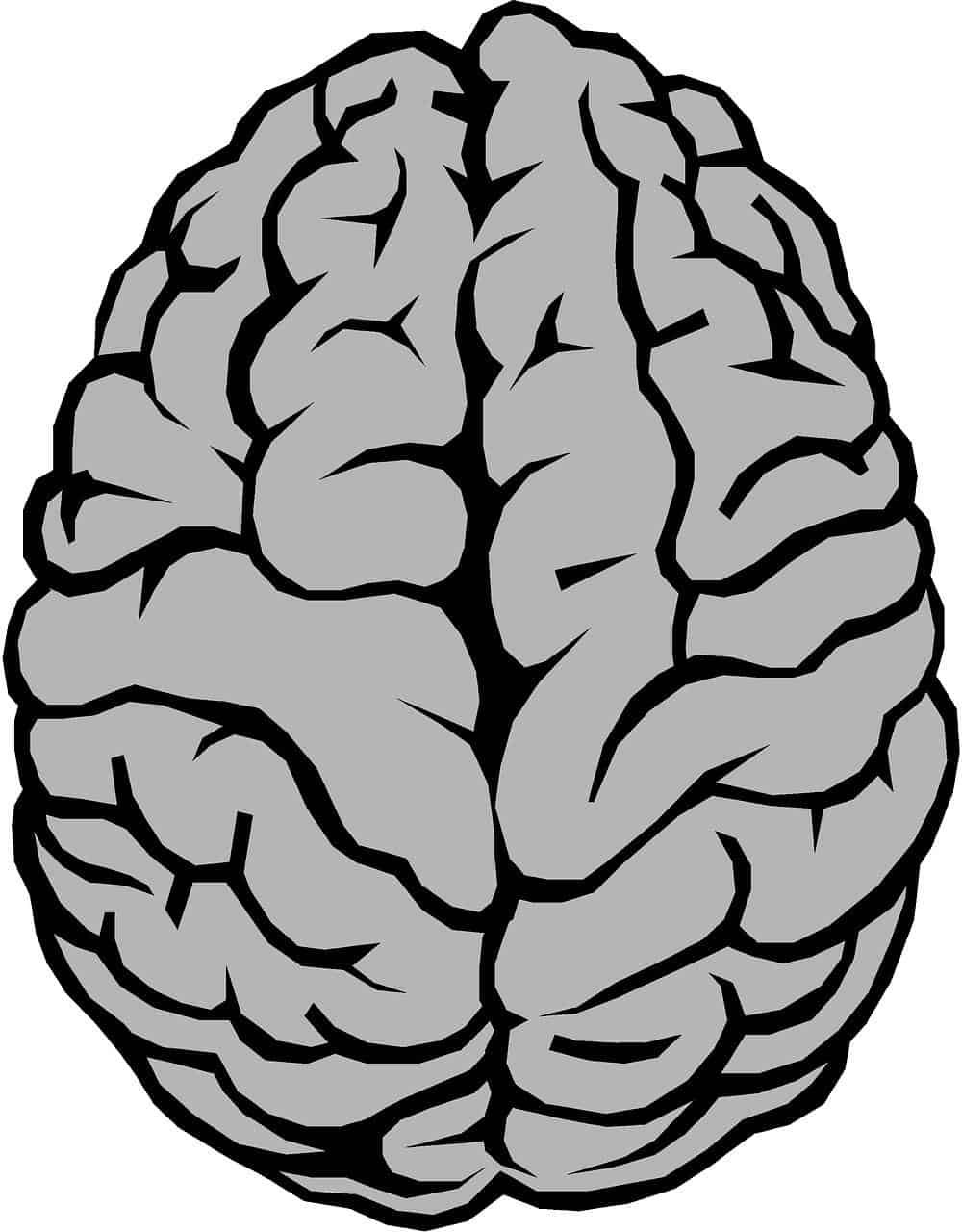 Phylogenetic and regeneration of the adult brain. Disclosure 28