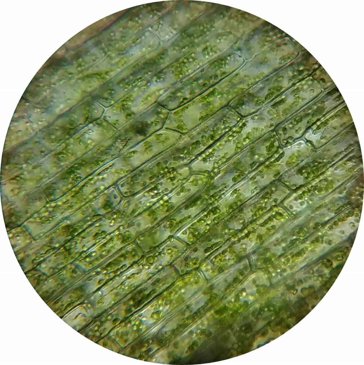 Formation maturation, differentiation and aging chloroplast. Dissemination 64th