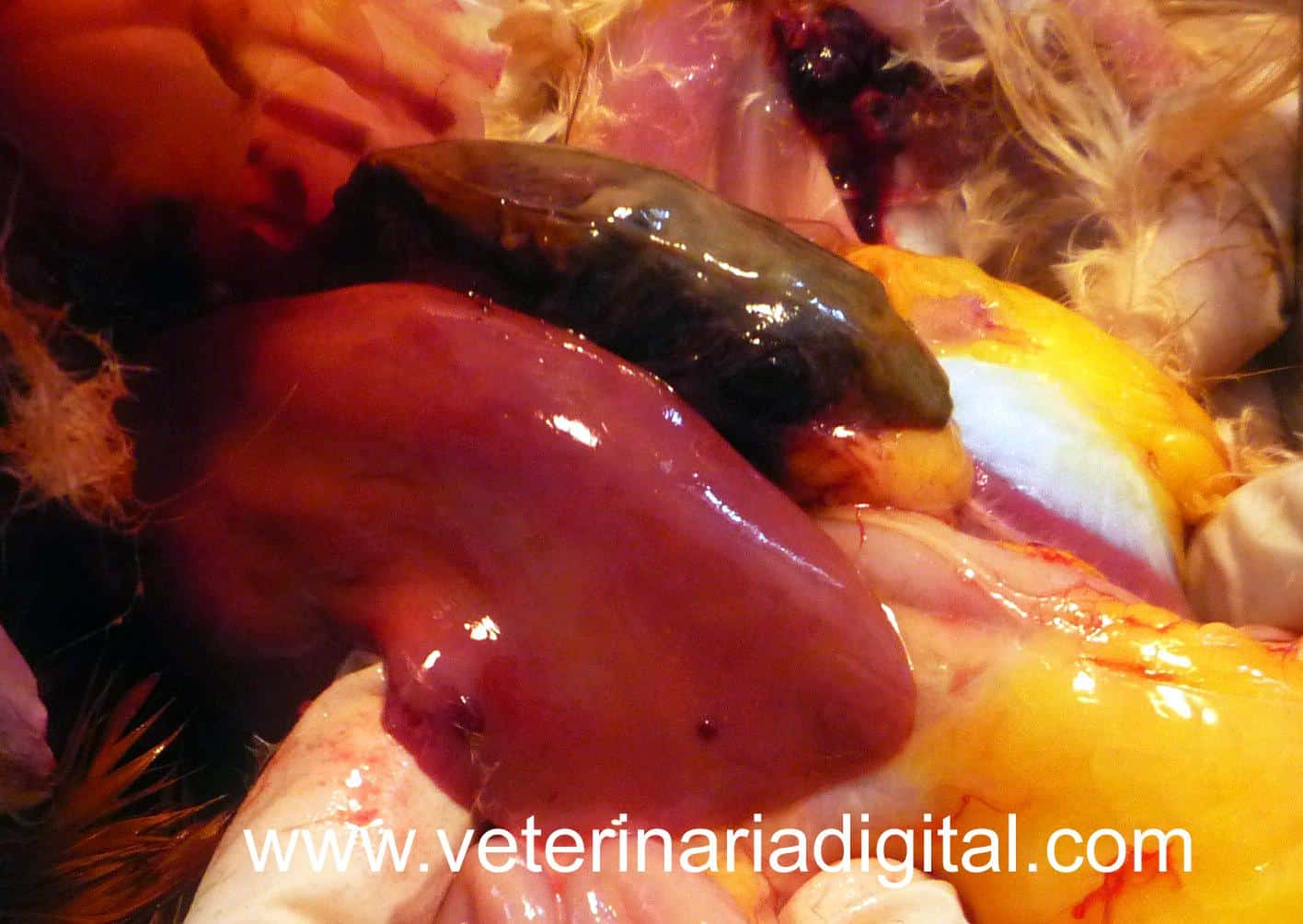 Hepatoenteritis tóxica infecciosa aviar