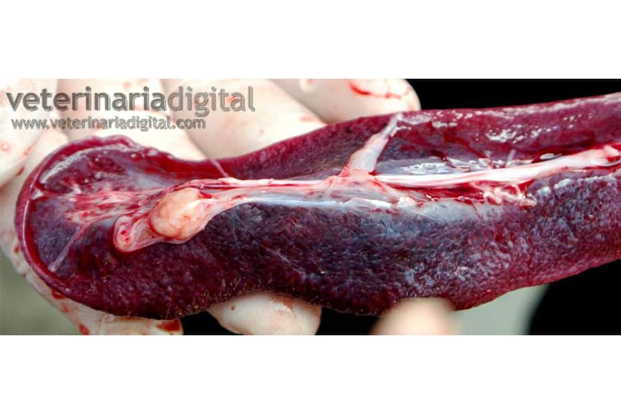 Splenic injury due to Actinobacillus infection
