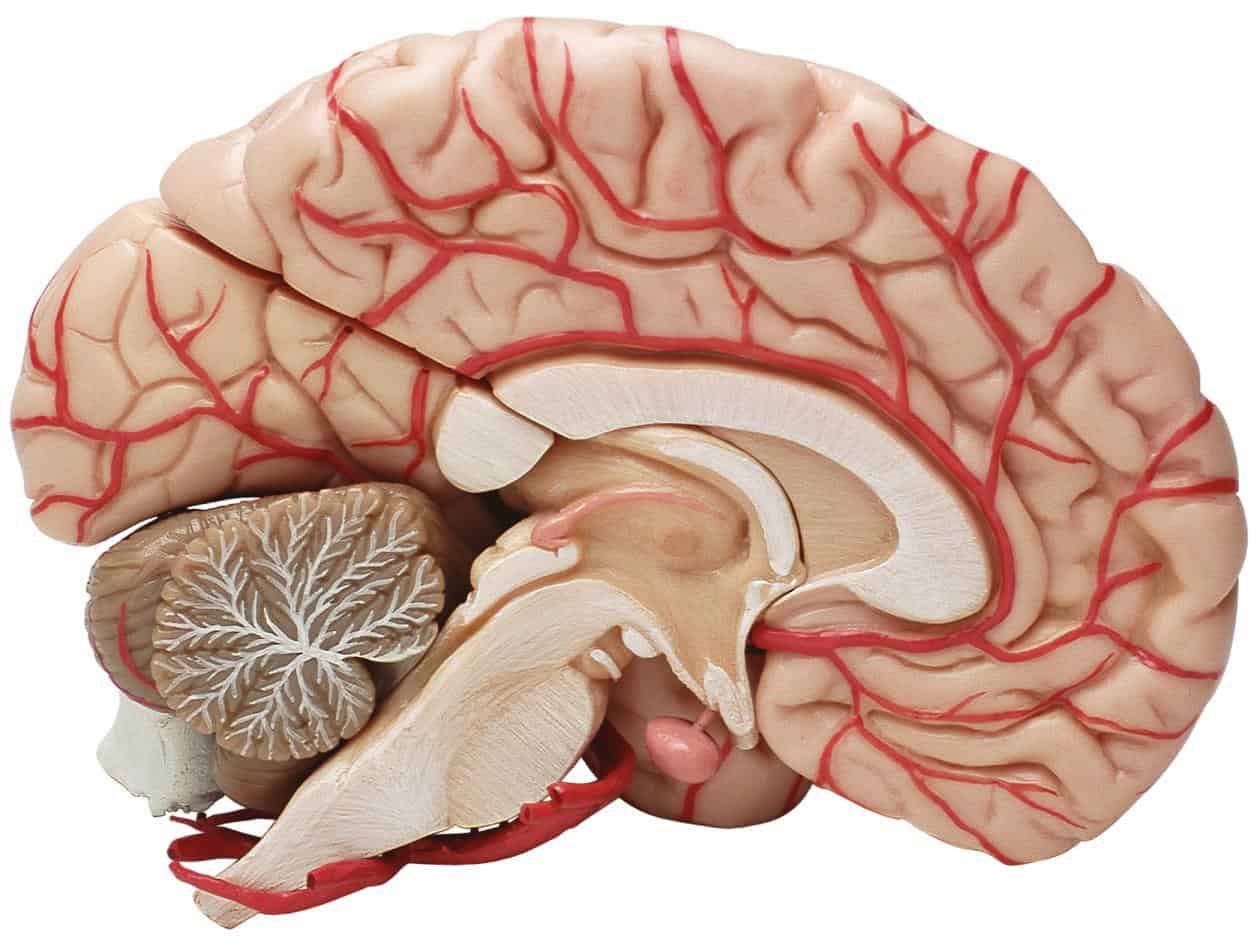 Evolution of a human brain. Dissemination 96th