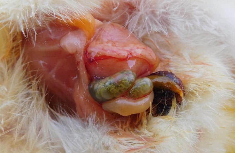 Ovary and blind infected by avian infectious – toxic Hepatoenteritis