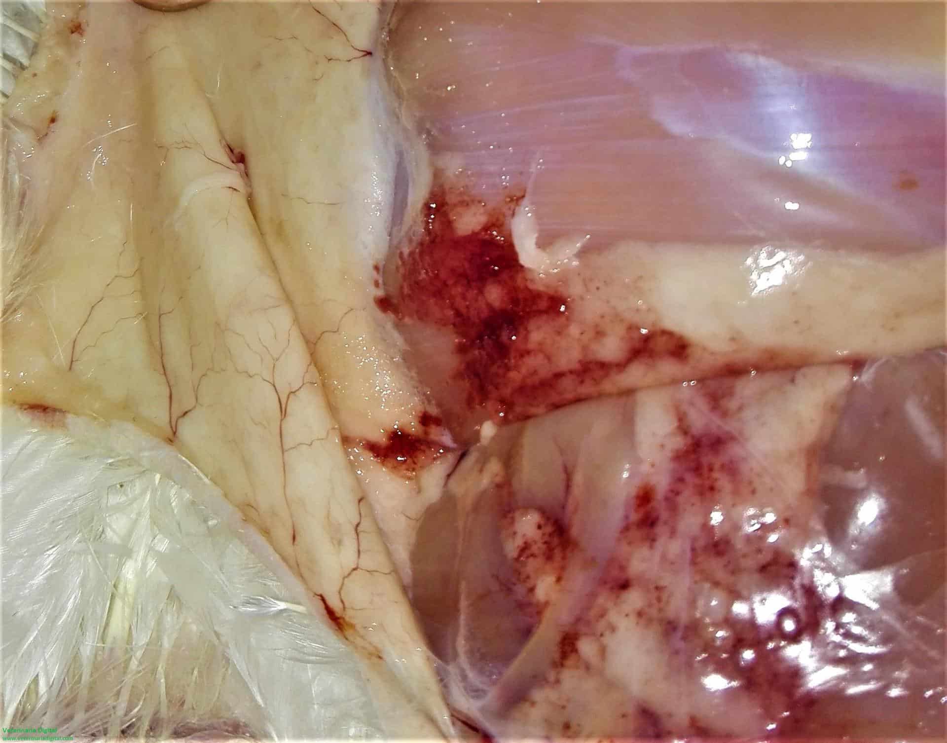 Septicemia aviar