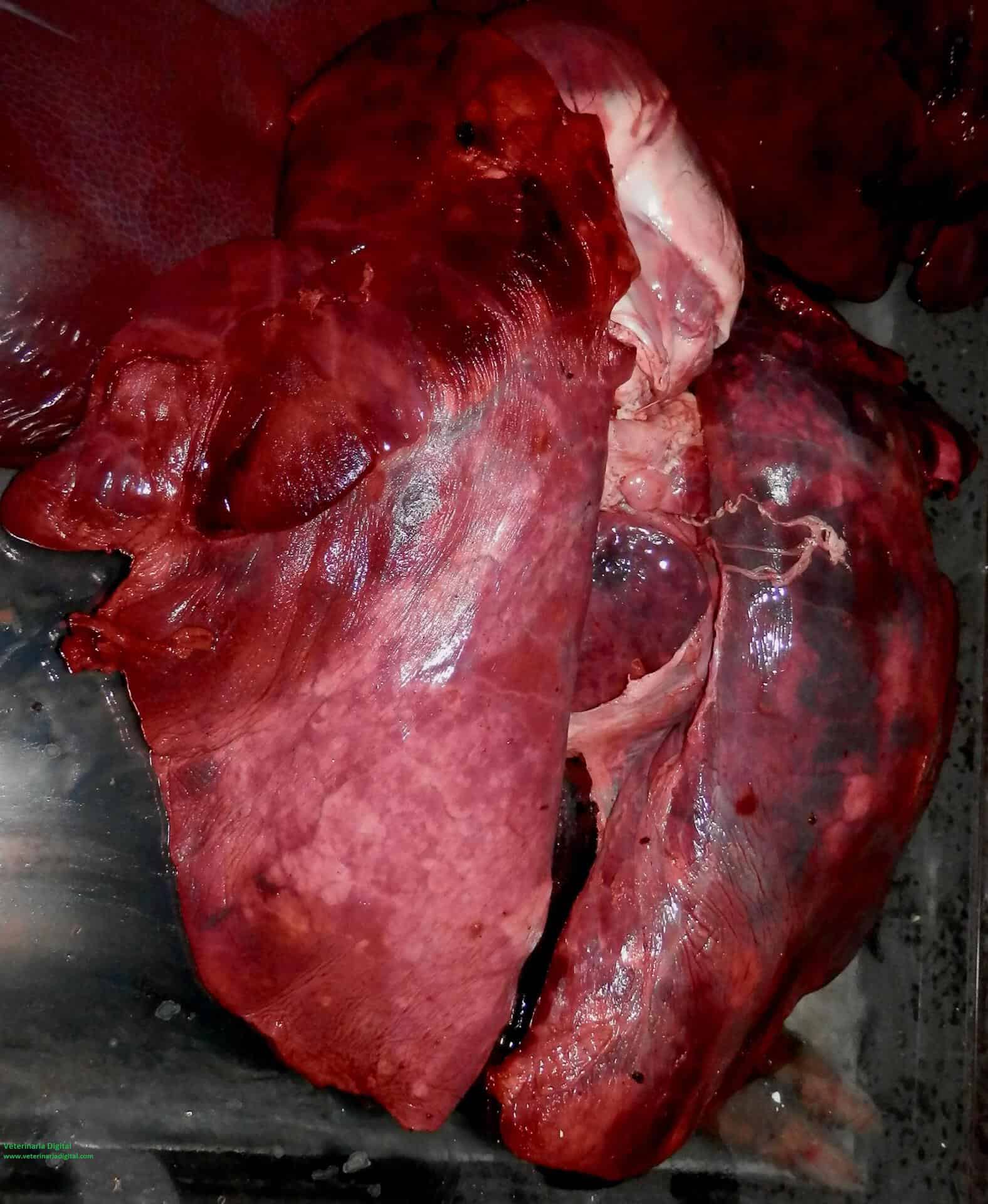Neumonía por Actinobacillus pleuropneumoniae en porcino