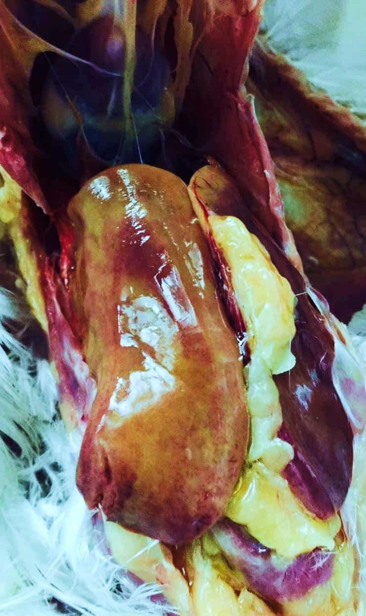 Avian fatty liver