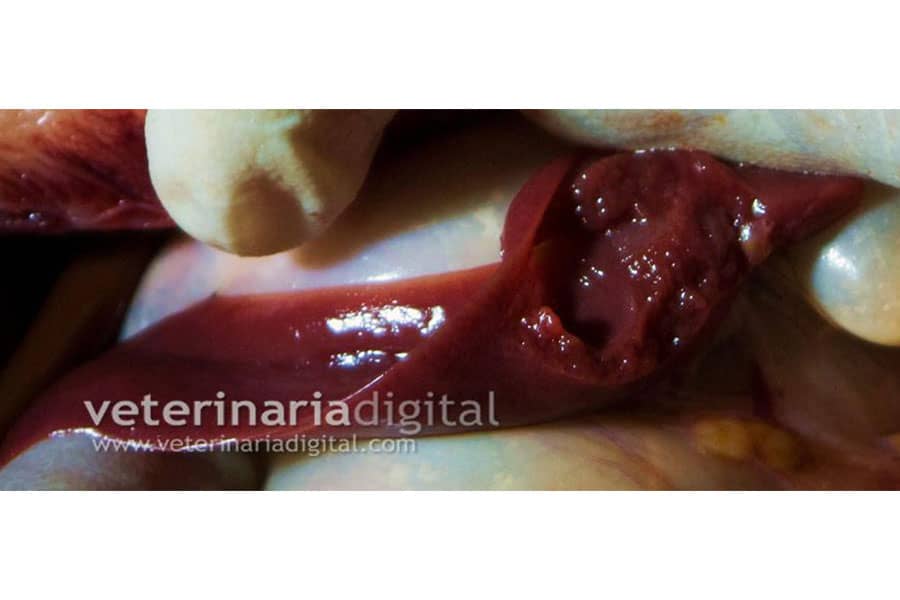 Actinobacillosis: friable spleen.