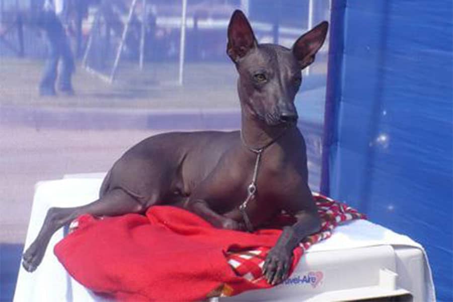 Peruvian hairless dog: 25th anniversary. By Med. Vet. Lilian Chea Soto