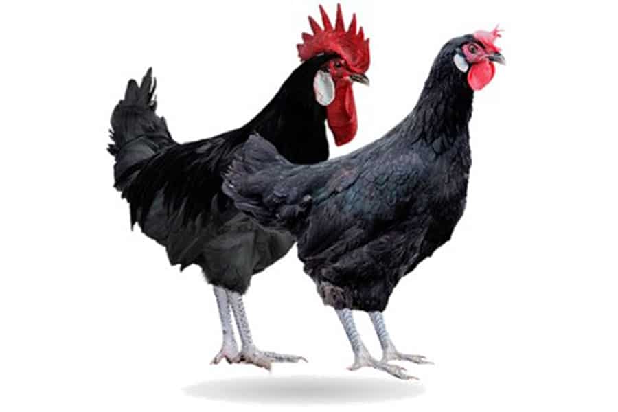Avicultura: eficacia de pronutrientes contra la coccidiosis en comparación con los coccidiostatos químicos y con la vacuna