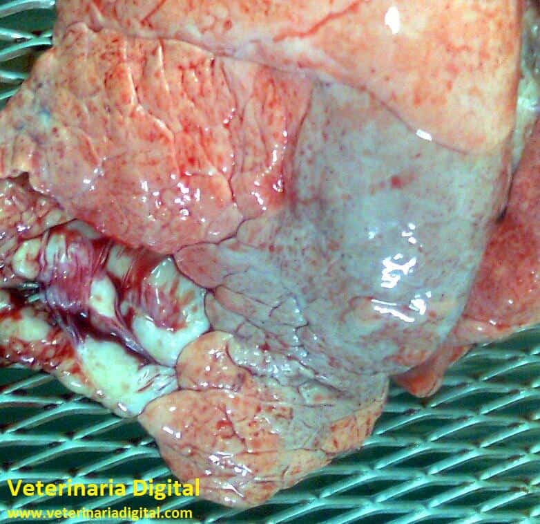 Neumonía porcina por A. pleuropneumoniae