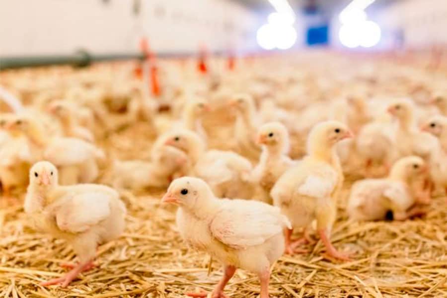 Estudio de la eficacia de pronutrientes optimizadores intestinales para controlar la aparición de coccidiosis en broilers