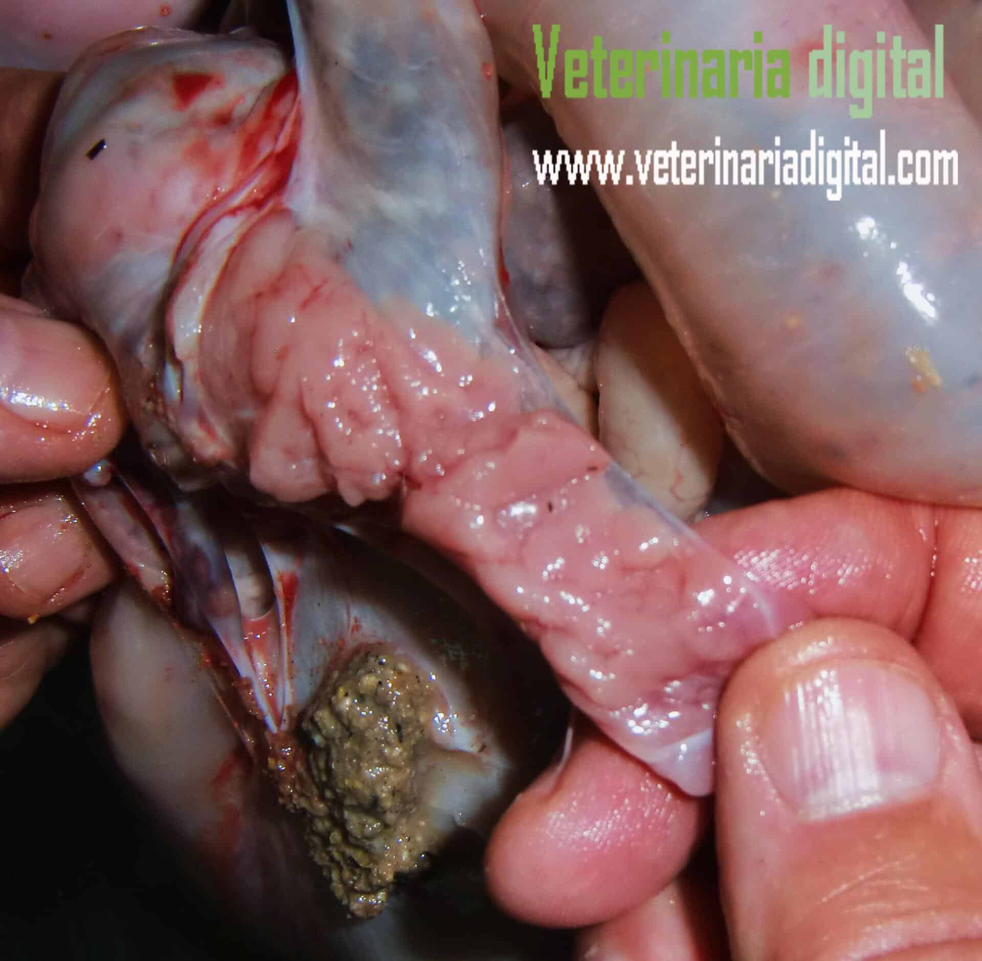 Swine omphalitis