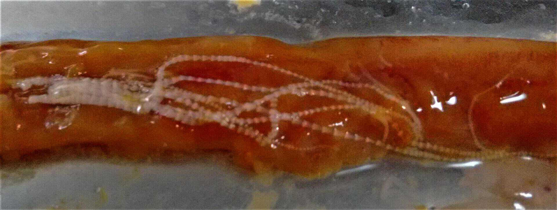 Raillietiniasis aviar