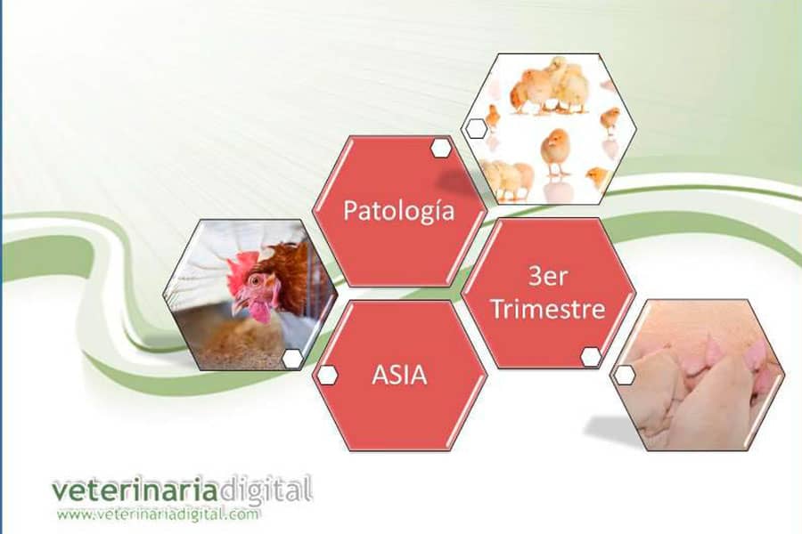 Patología trimestral 3er Trimestre 2011 Asia.