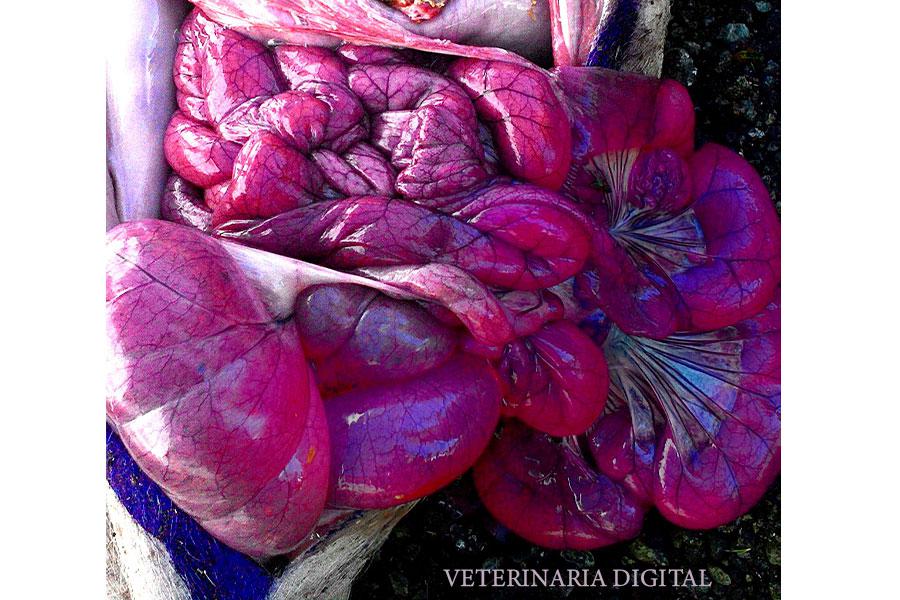 Intestinal Salmonellosis in pigs