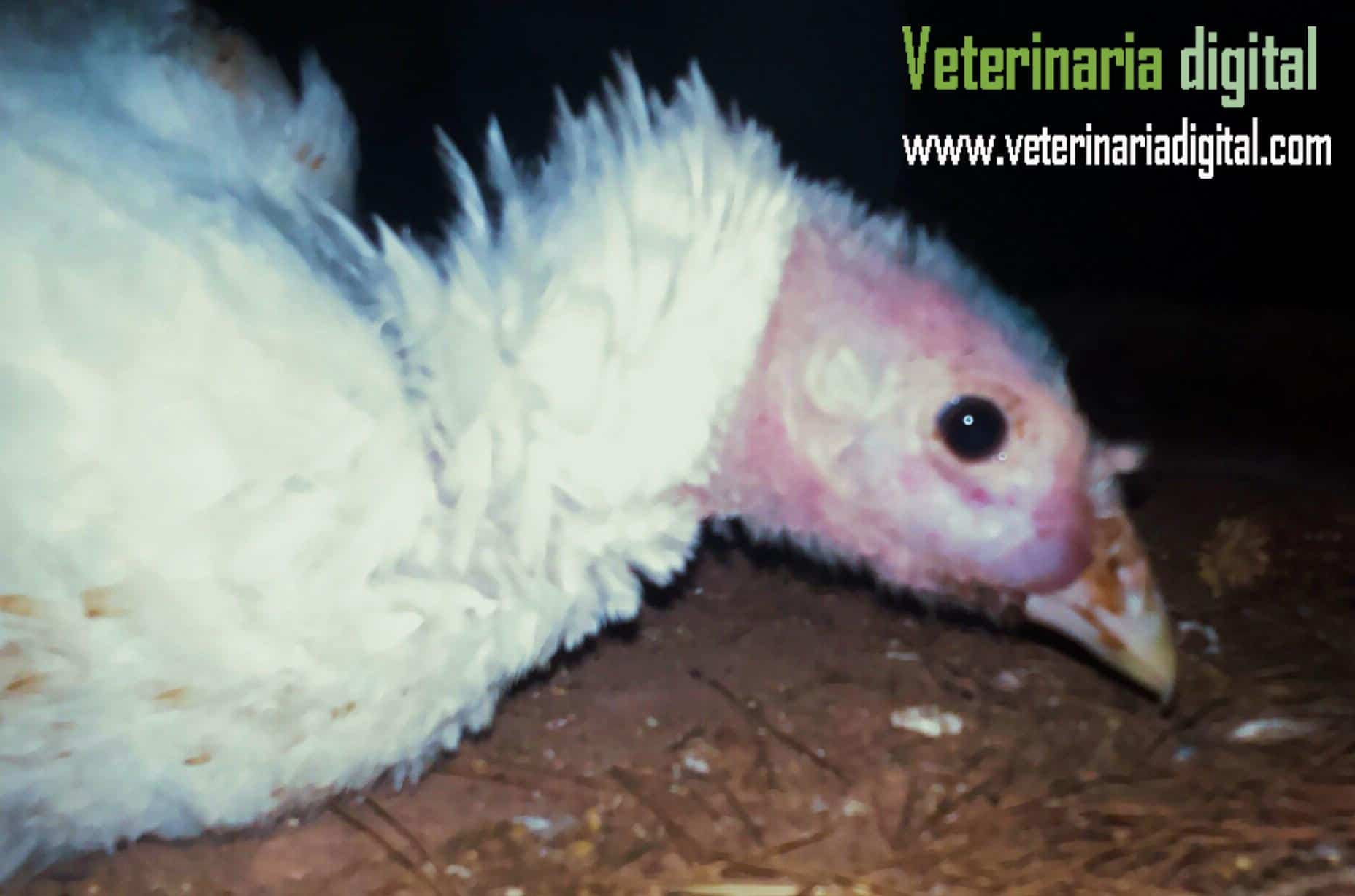 Sinusitis infecciosa del pavo