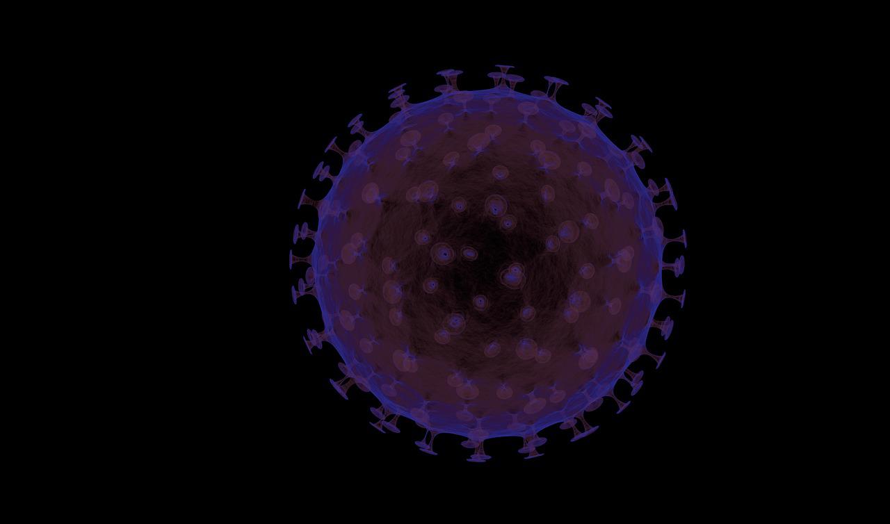 The origin of immunity: Immunitary system of pluricellular invertebrates. Dissemination 52nd