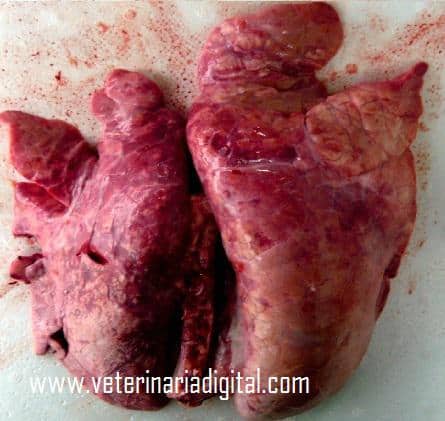 Hepatization in cranial lobes