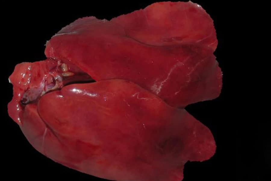 The Origin of the Liver. Disclosure 14