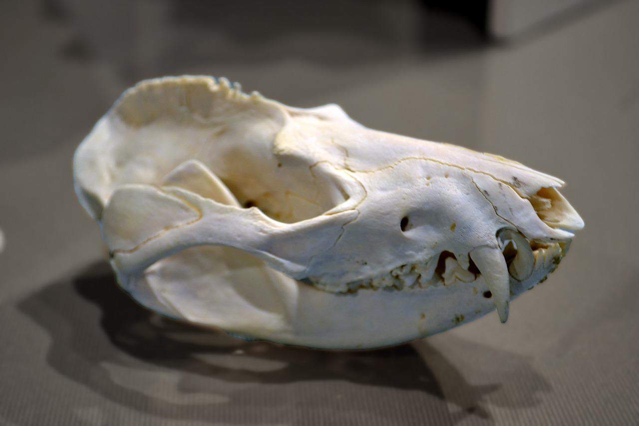 Jaws’ origin, an example of metagenetics expression. Dissemination 70th