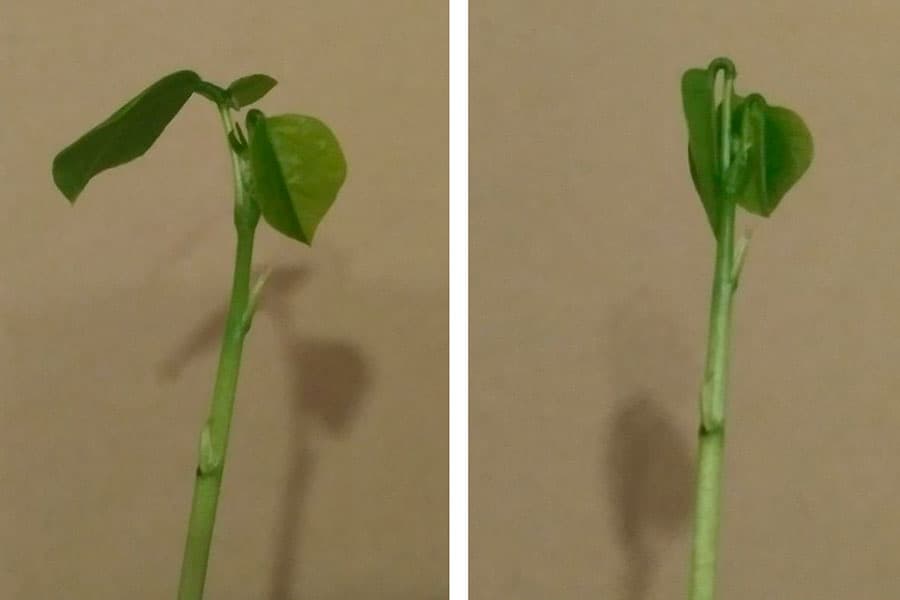 El movimiento de las plantas. Divulgación 112