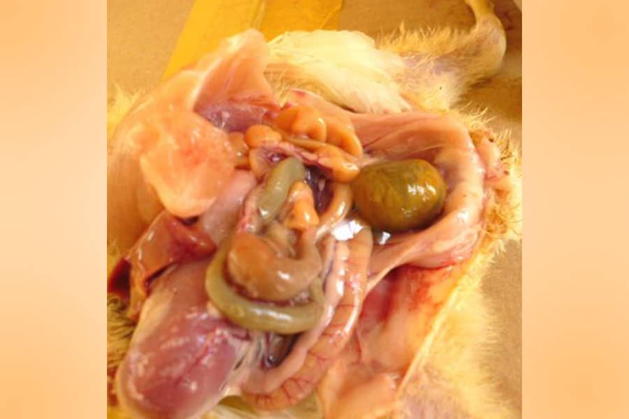 Hepatoenteritis toxica infecciosa aviar
