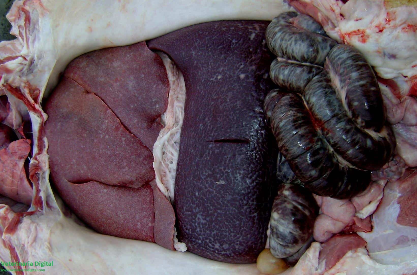 Swine Clostridiosis