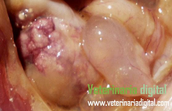 Visceral gout and infectious bronchitis