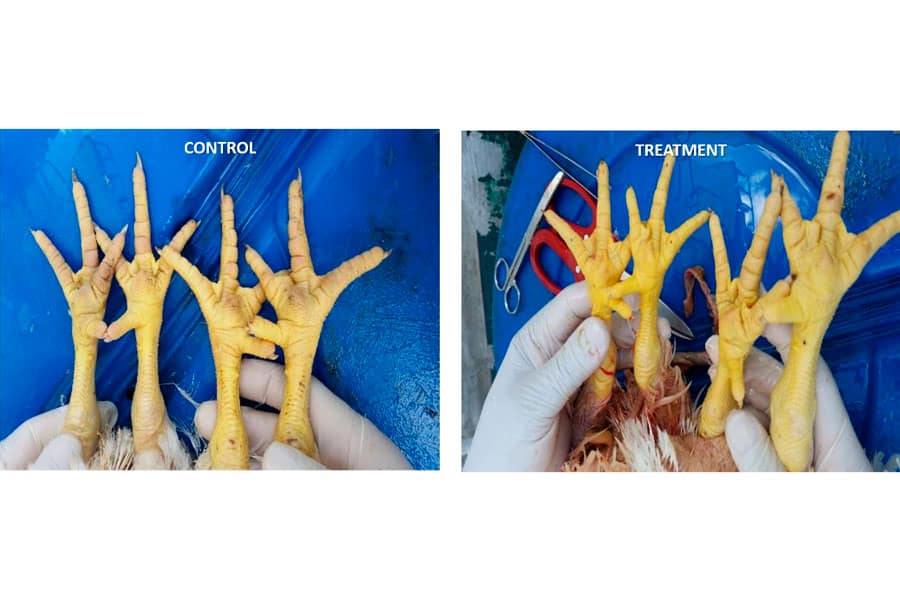 Effect of the combined use of a natural preservative (with cimenol ring) and intestinal conditioner pronutrients in broilers