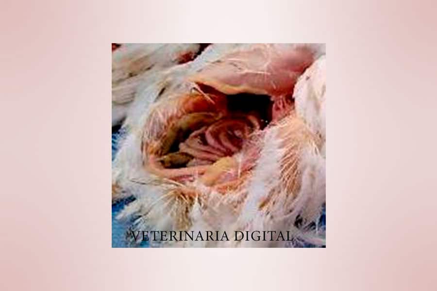 Tiflitis y hepatitis aviar