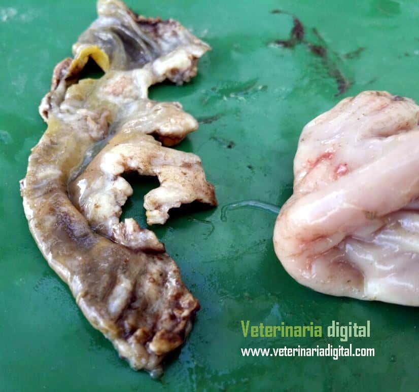 Burns due to formaldehyde in gizzard