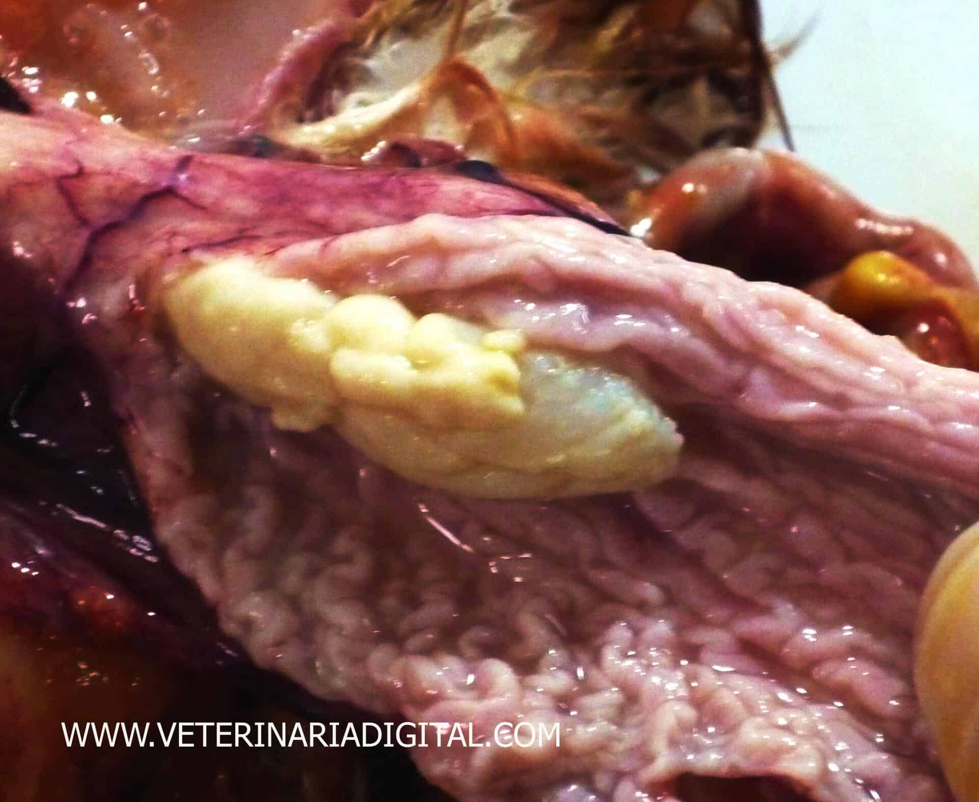 Infectious bronchitis