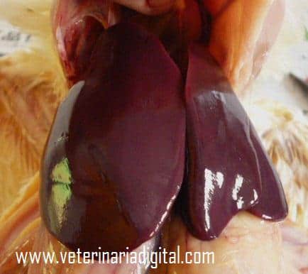 Toxic avian liver