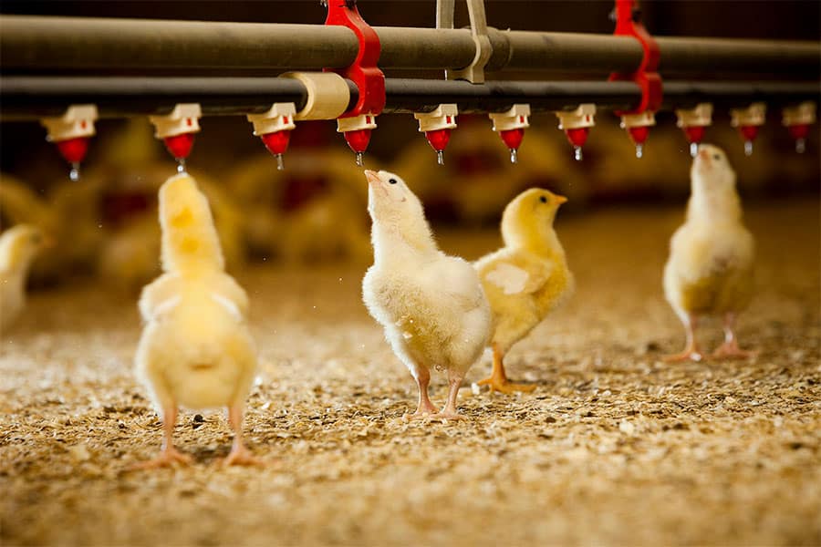 Estudio de la eficacia de pronutrientes optimizadores intestinales para controlar coccidiosis en broilers