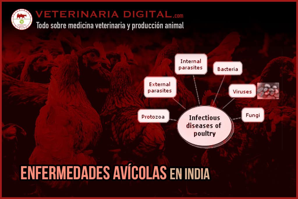 Enfermedades avícolas en India