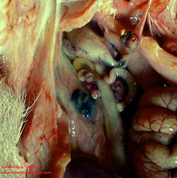 Abdominal lymph nodes in the porcine dermatitis nephropathy syndrome