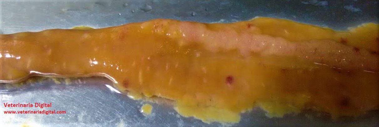 Infestación mixta Eimeria acervulina y Eimeria máxima
