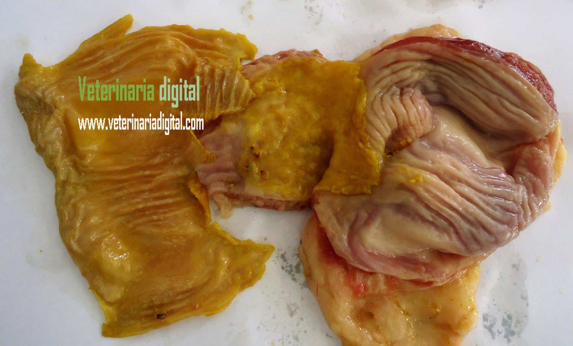 Quemaduras por formaldehido